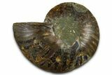 Cut & Polished Ammonite Fossil (Half) - Madagascar #377608-1